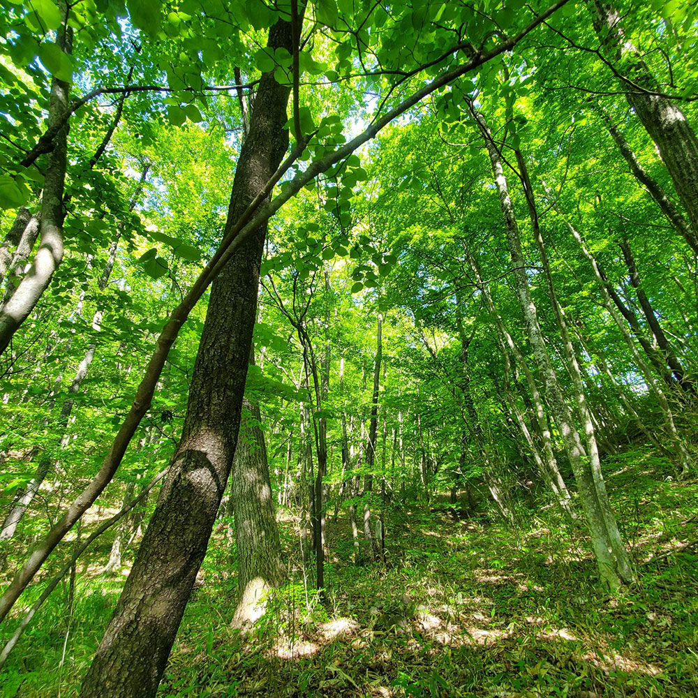 bushcraft campsite nishigo fukushima  japan