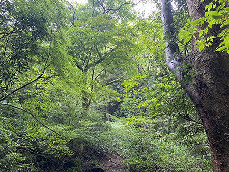 神奈川県足柄下郡箱根町大平台ブッシュクラフトキャンプ場