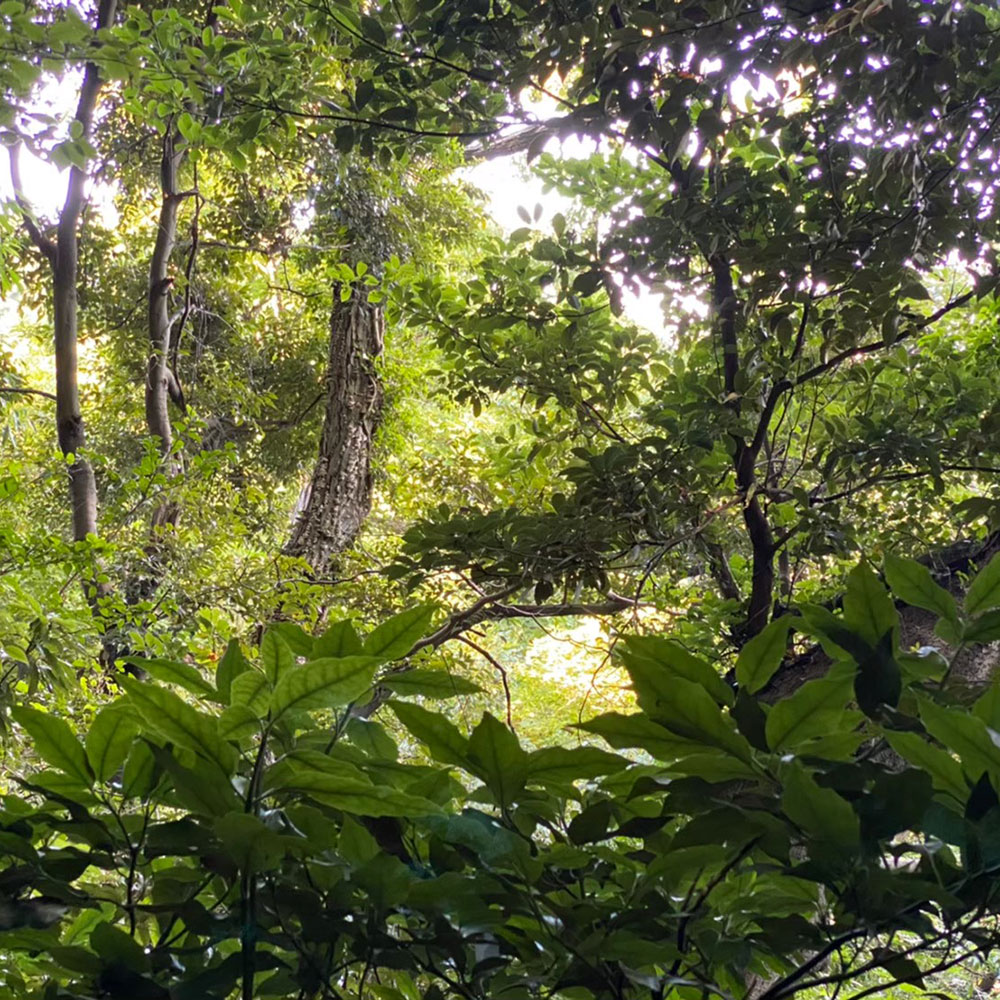 bushcraft campsite oiso shonan  kanagawa japan
