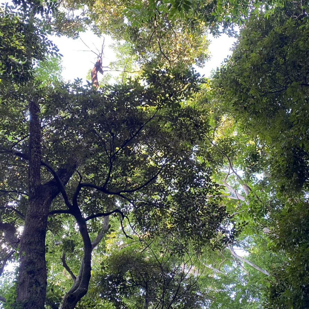 bushcraft campsite oiso shonan  kanagawa japan
