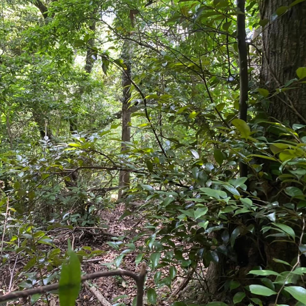 bushcraft campsite oiso shonan  kanagawa japan