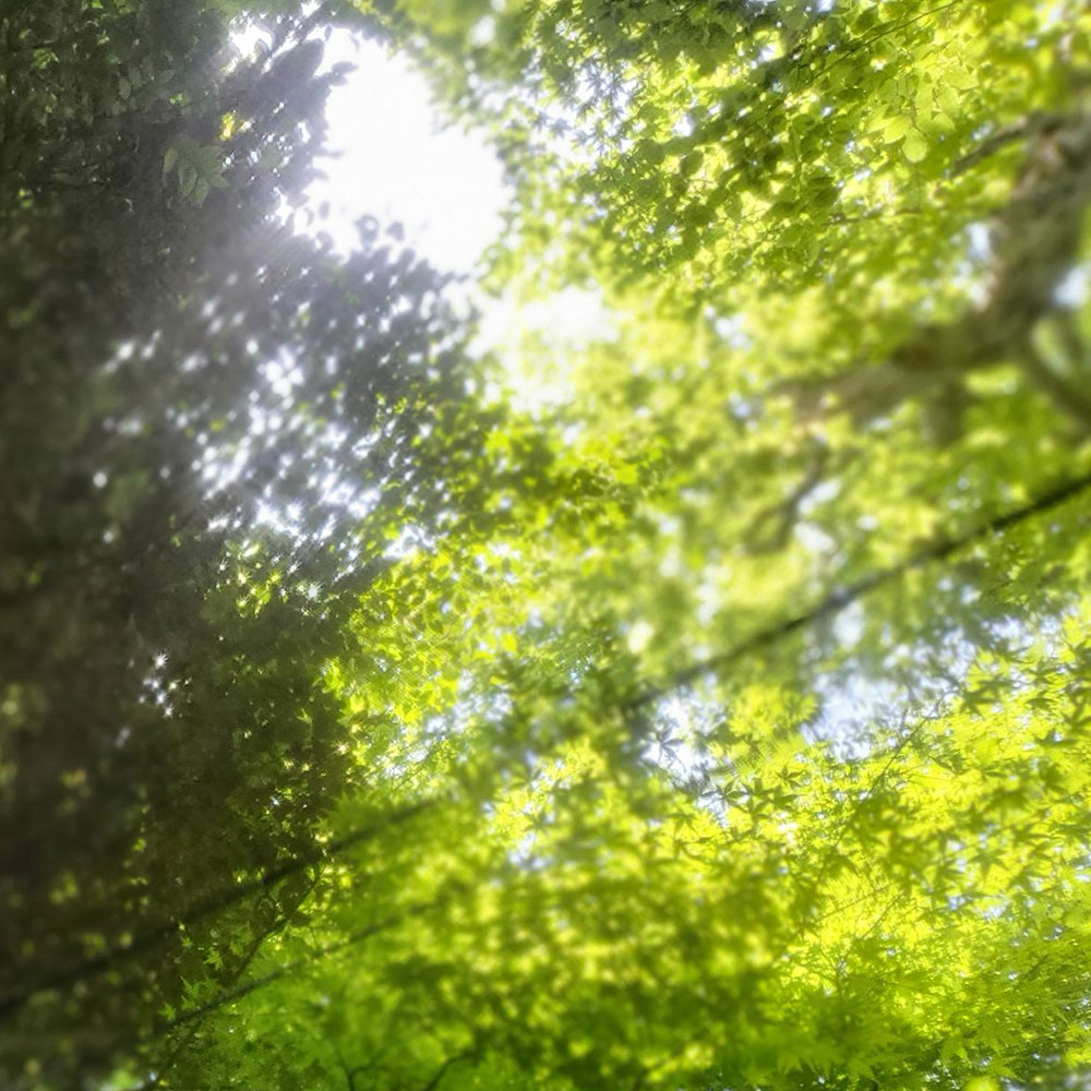 bushcraft campsite oiso shonan  kanagawa japan