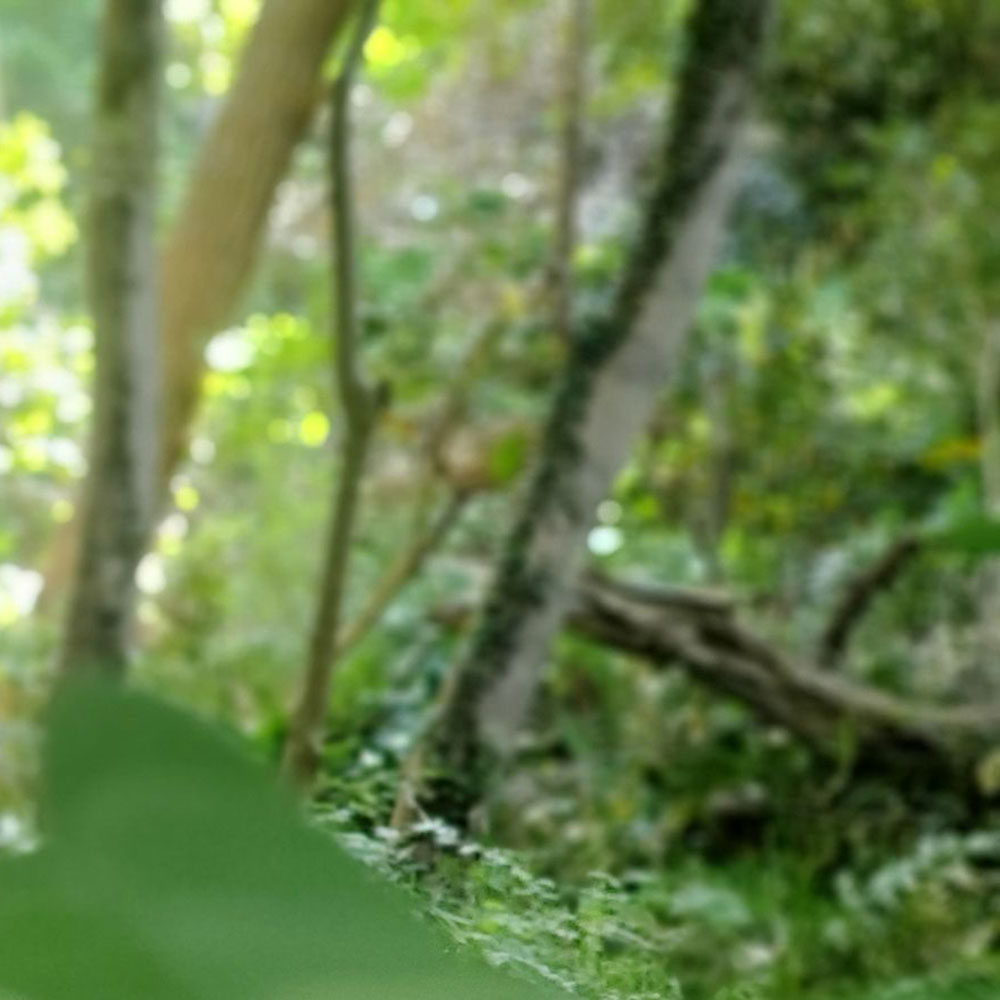 bushcraft campsite oiso shonan  kanagawa japan