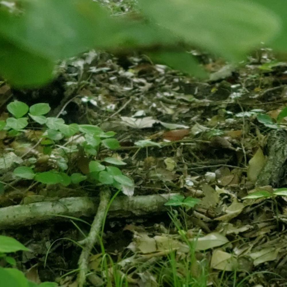bushcraft campsite oiso shonan  kanagawa japan