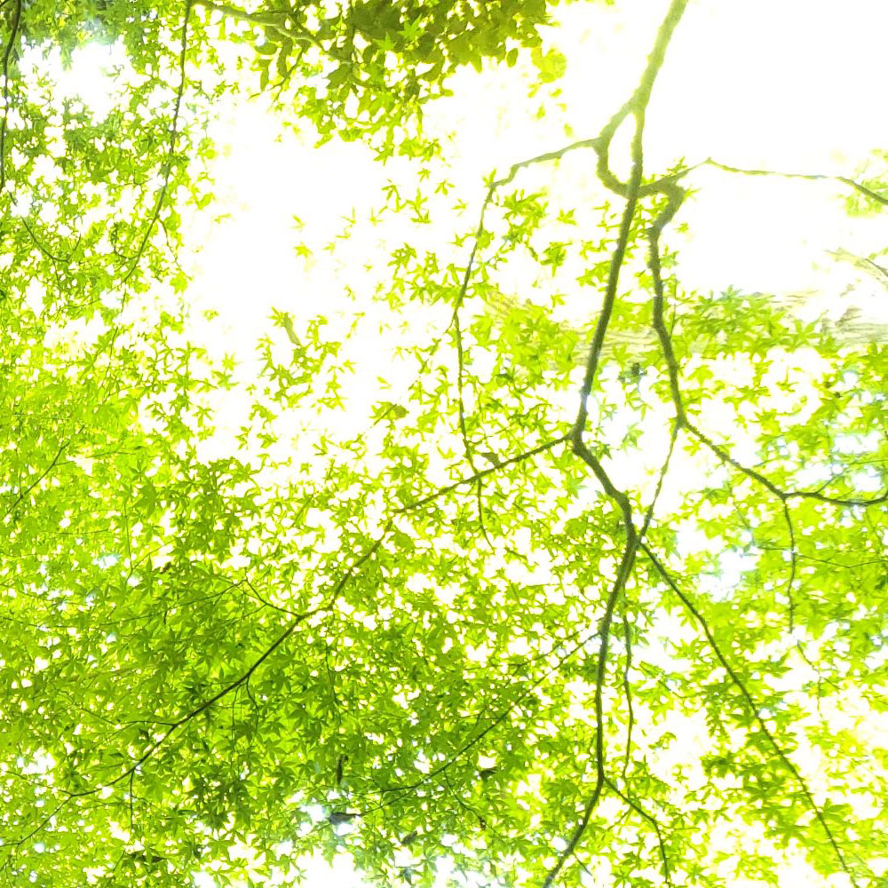 bushcraft campsite oiso shonan  kanagawa japan