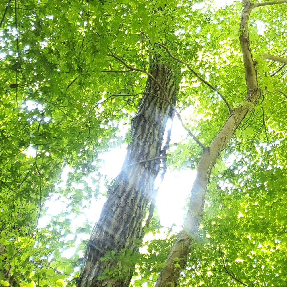 bushcraft campsite oiso shonan  kanagawa japan