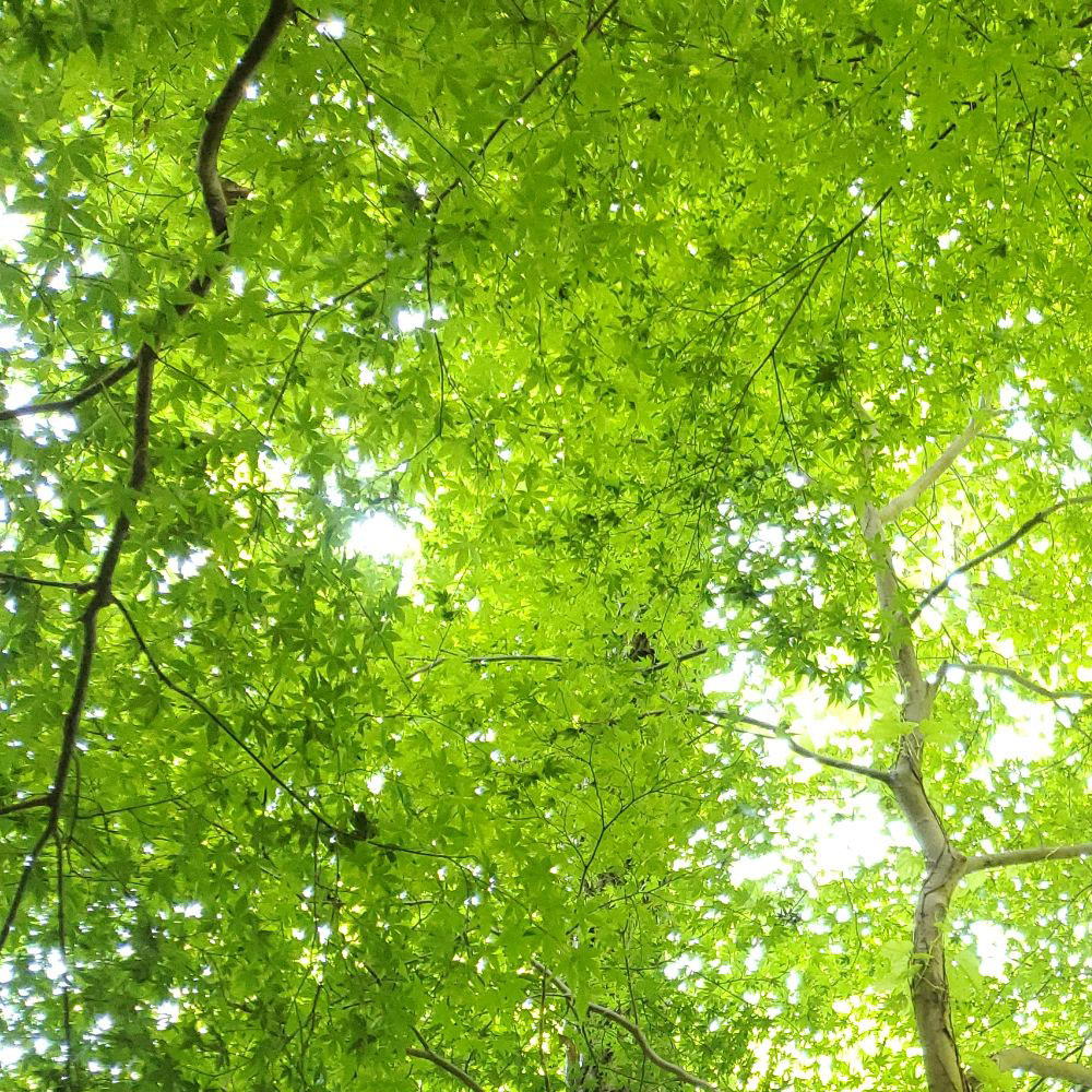 bushcraft campsite oiso shonan  kanagawa japan
