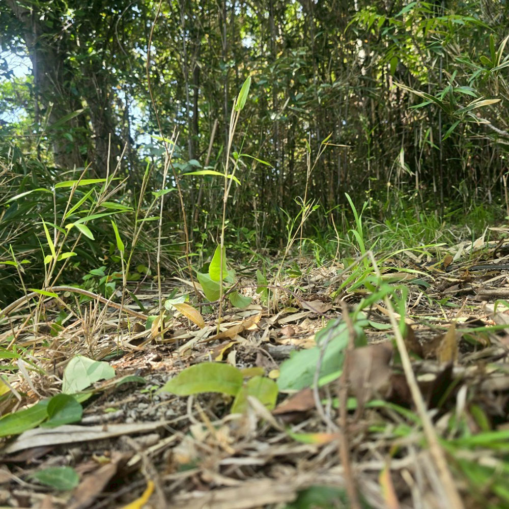 bushcraft campsite sajima yokosuka kanagawa japan