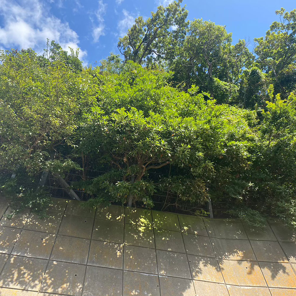 bushcraft campsite sajima yokosuka kanagawa japan