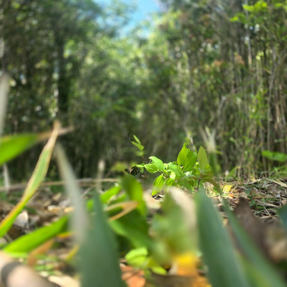 bushcraft campsite sajima yokosuka kanagawa japan