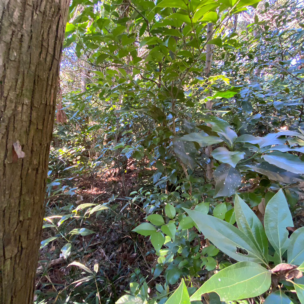 bushcraft campsite sakurayama zushi kanagawa japan