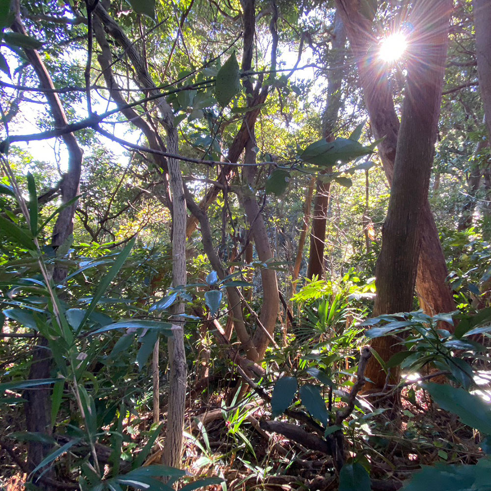 bushcraft campsite sakurayama zushi kanagawa japan