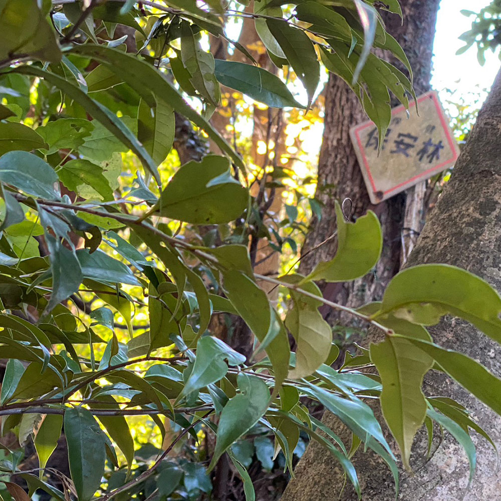 bushcraft campsite sakurayama zushi kanagawa japan