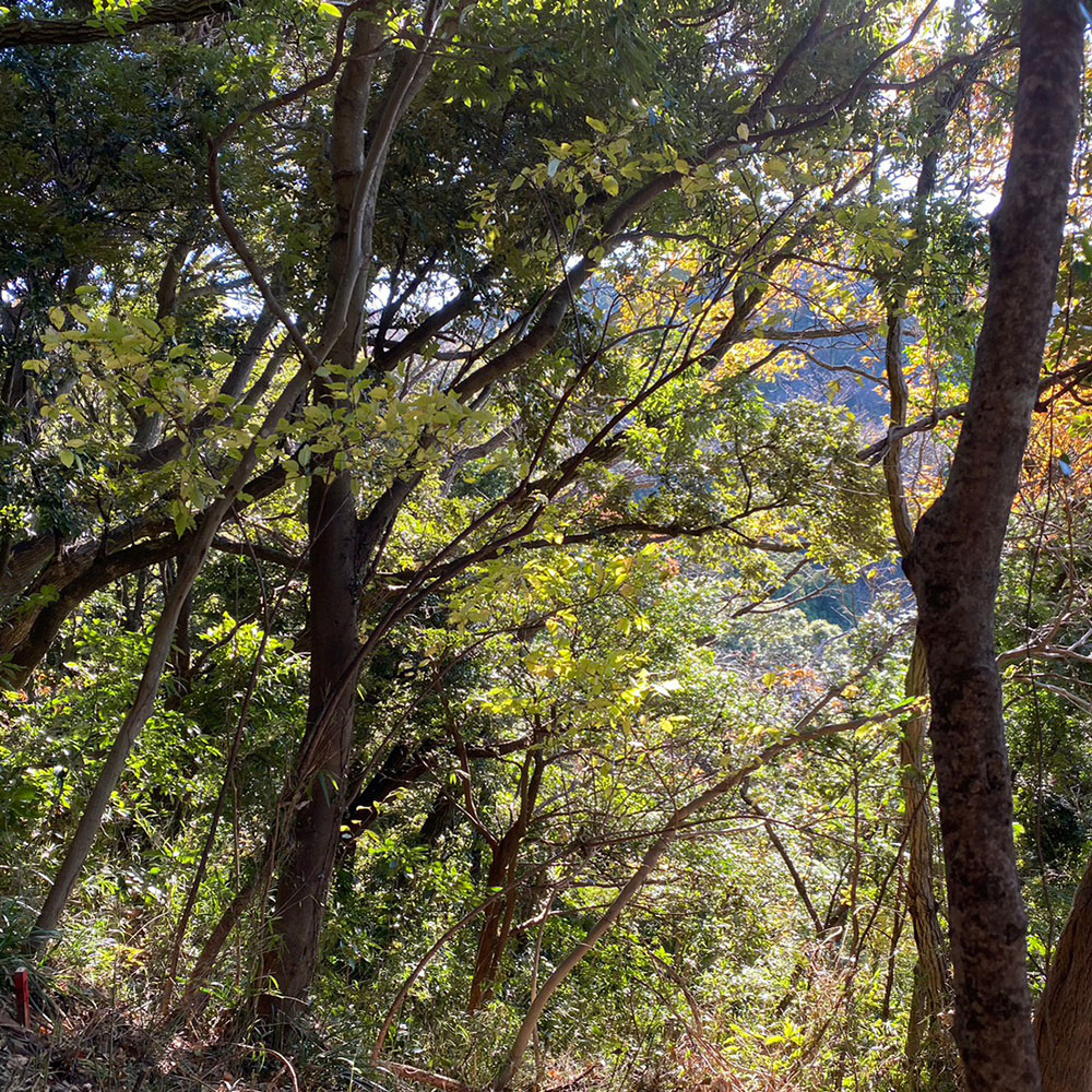 bushcraft campsite sakurayama zushi kanagawa japan