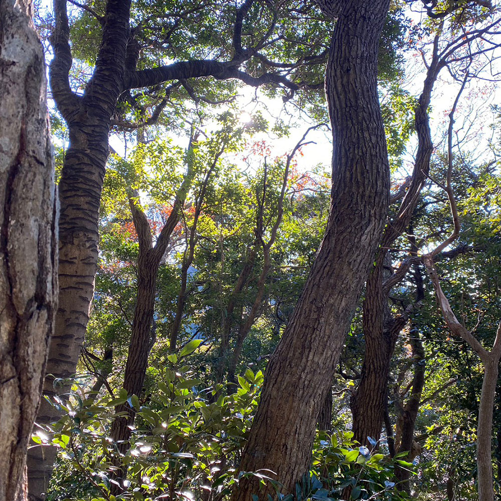 bushcraft campsite sakurayama zushi kanagawa japan