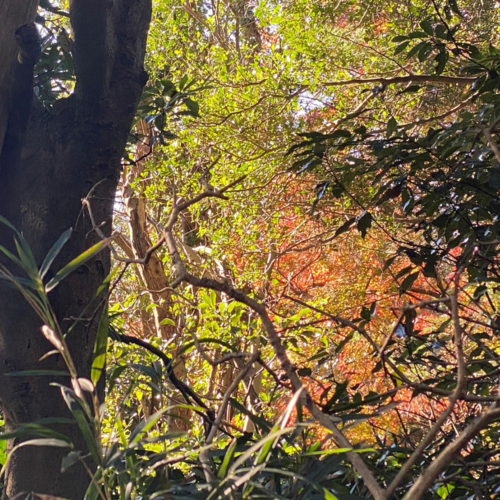 bushcraft campsite sakurayama zushi kanagawa japan