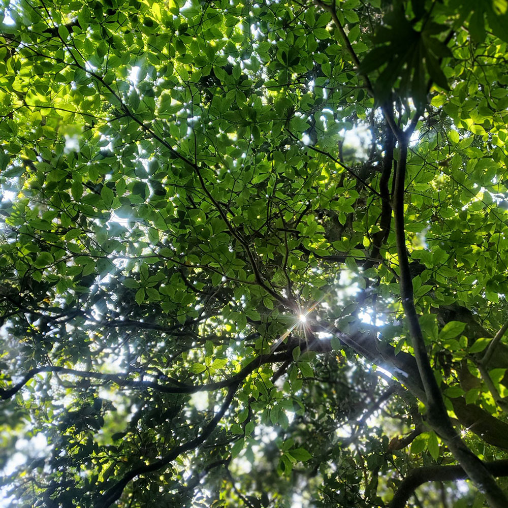 bushcraft campsite sakurayama zushi kanagawa japan