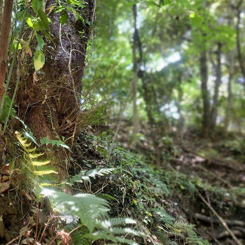 bushcraft campsite shonan takatori yokosuka kanagawa japan
