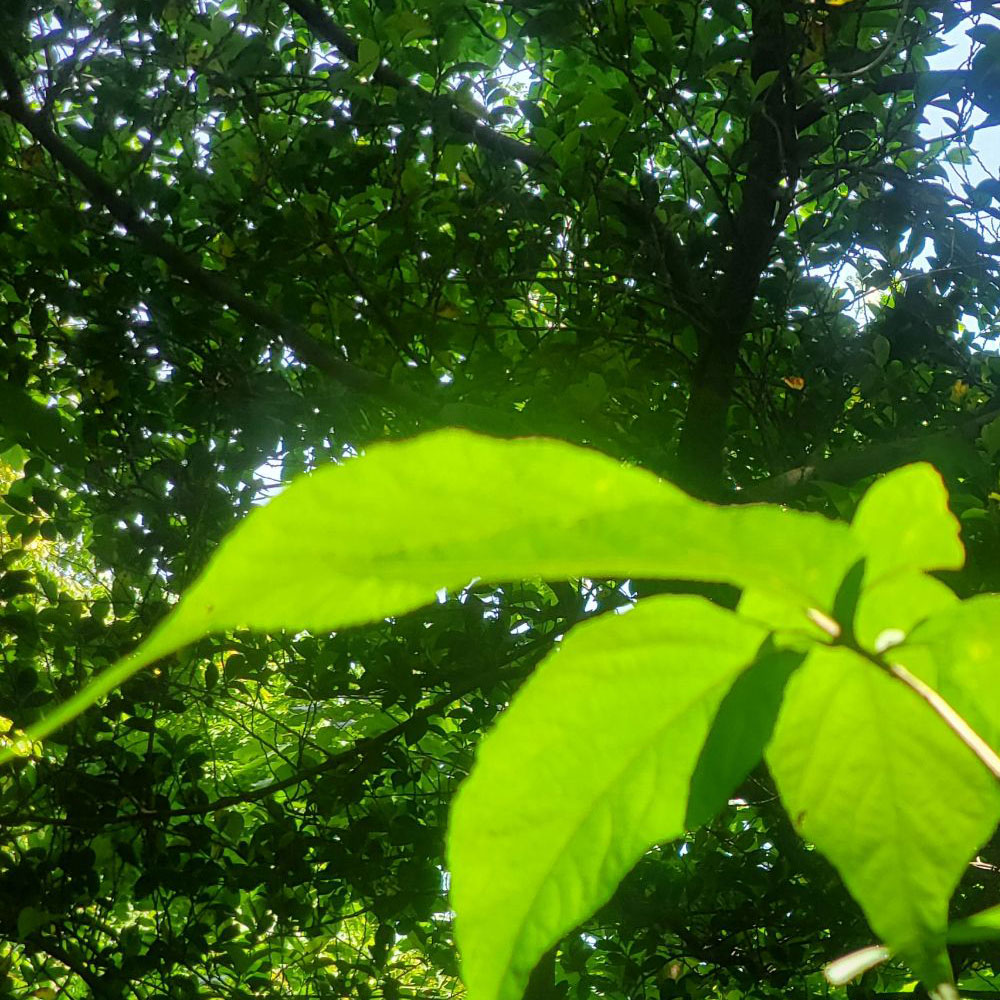bushcraft campsite shonan takatori yokosuka kanagawa japan