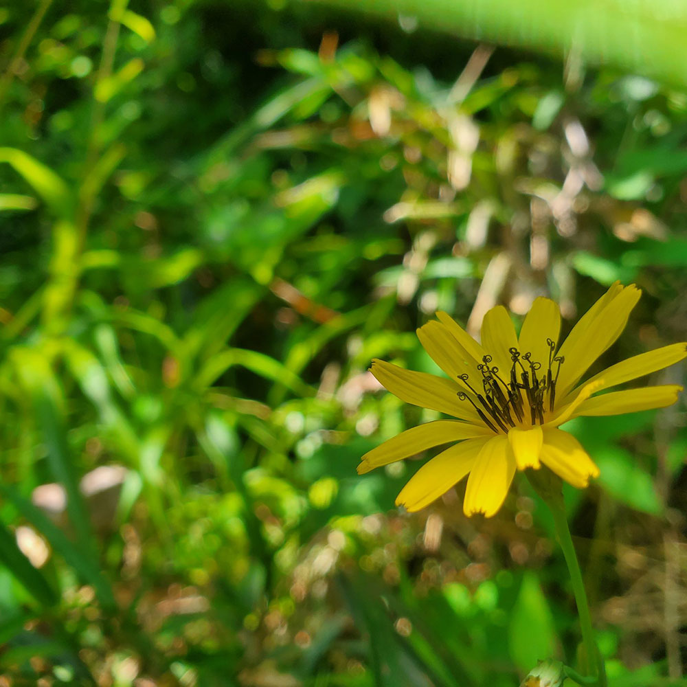 bushcraft campsite shonan takatori yokosuka kanagawa japan