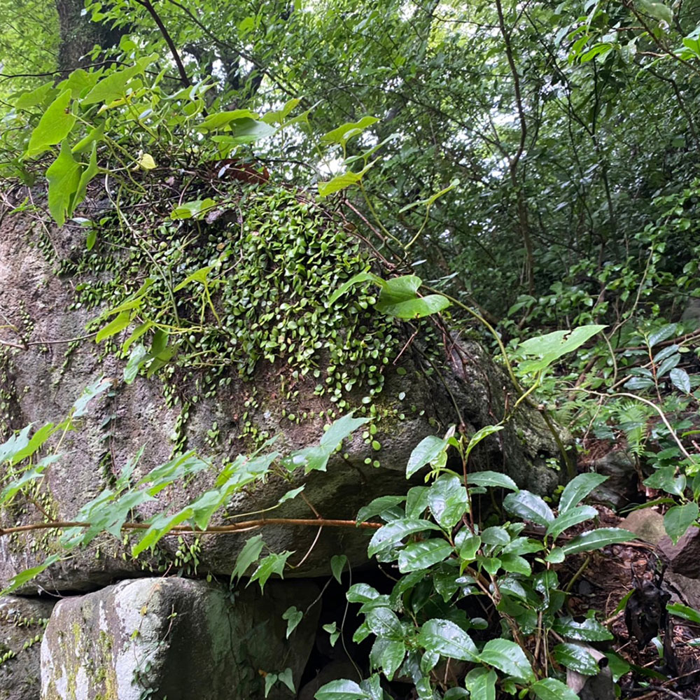 bushcraft campsite sukumogawa hakone kanagawa japan