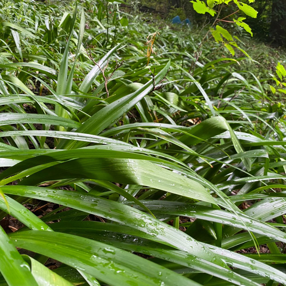 bushcraft campsite sukumogawa hakone kanagawa japan