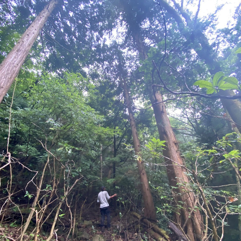 bushcraft campsite sukumogawa hakone kanagawa japan
