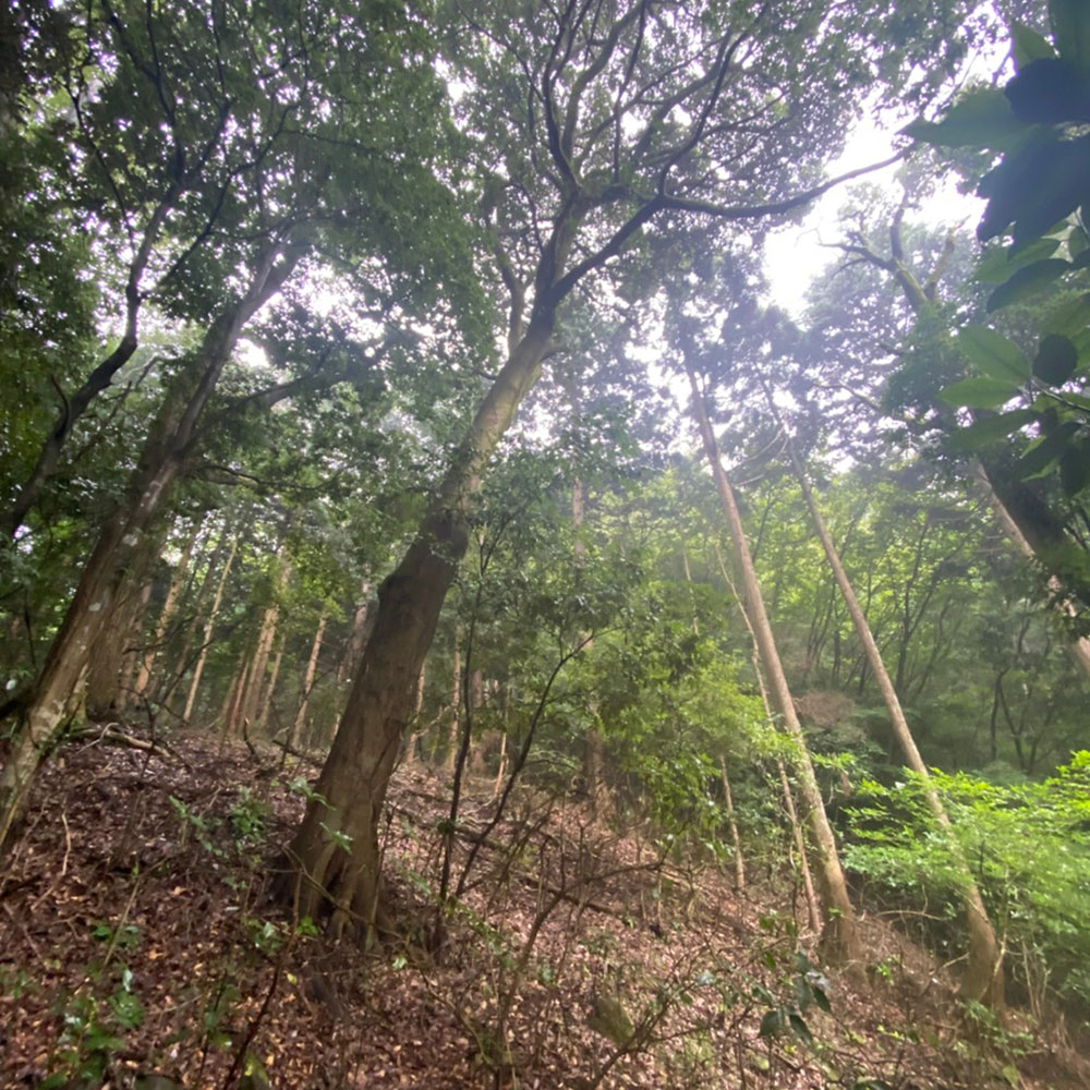 bushcraft campsite sukumogawa hakone kanagawa japan