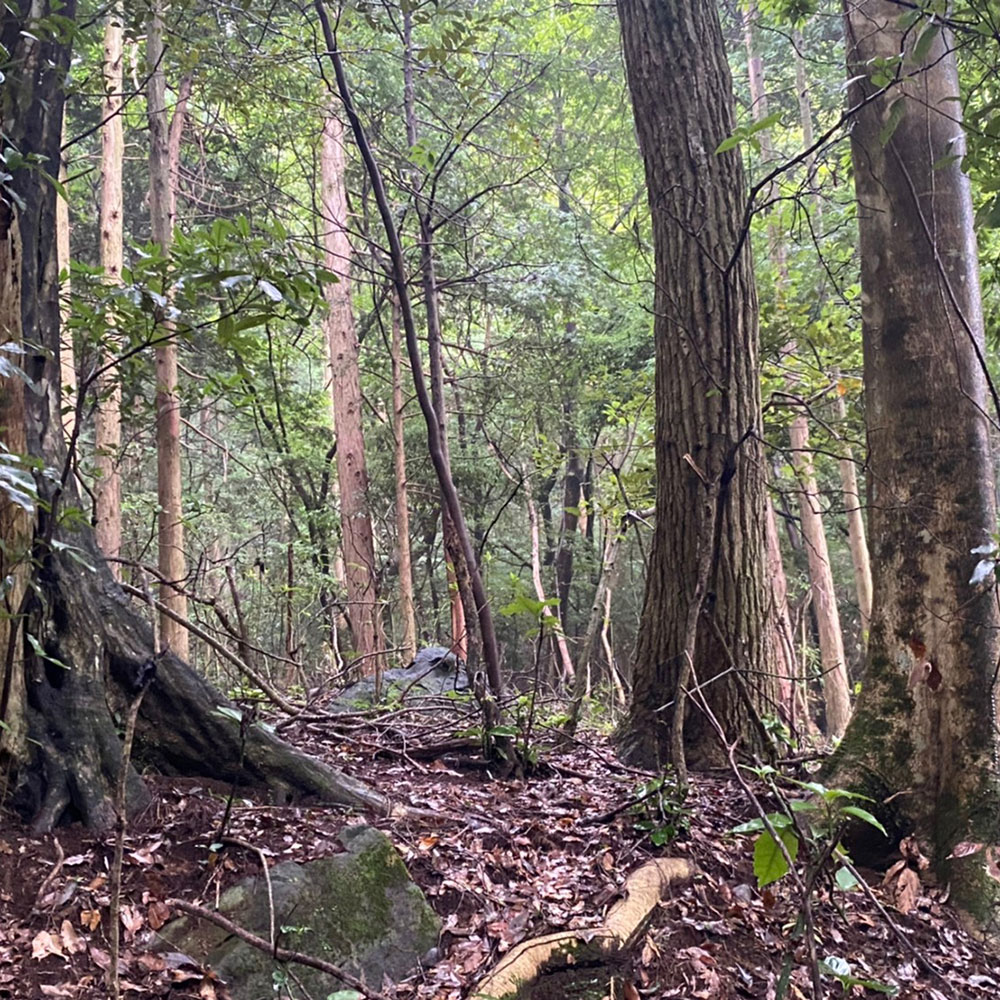 bushcraft campsite sukumogawa hakone kanagawa japan