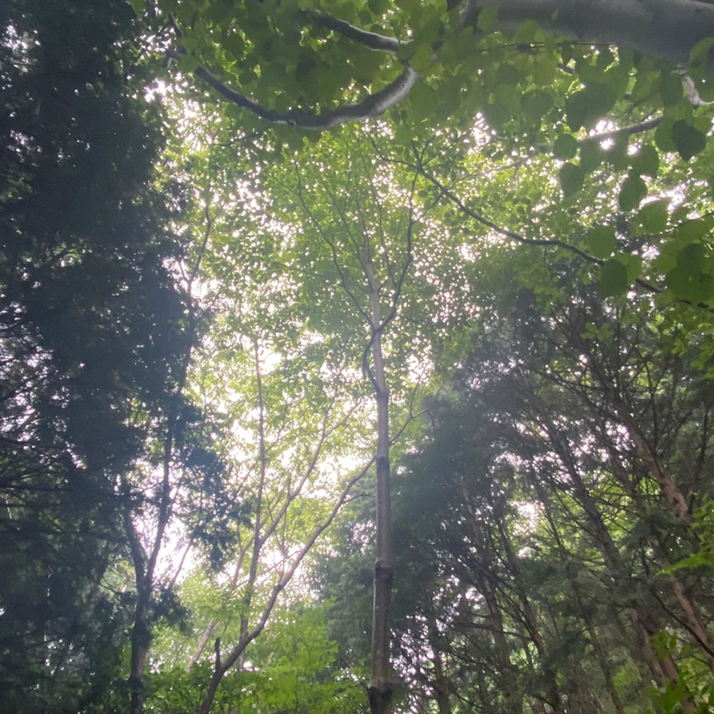 bushcraft campsite sukumogawa hakone kanagawa japan