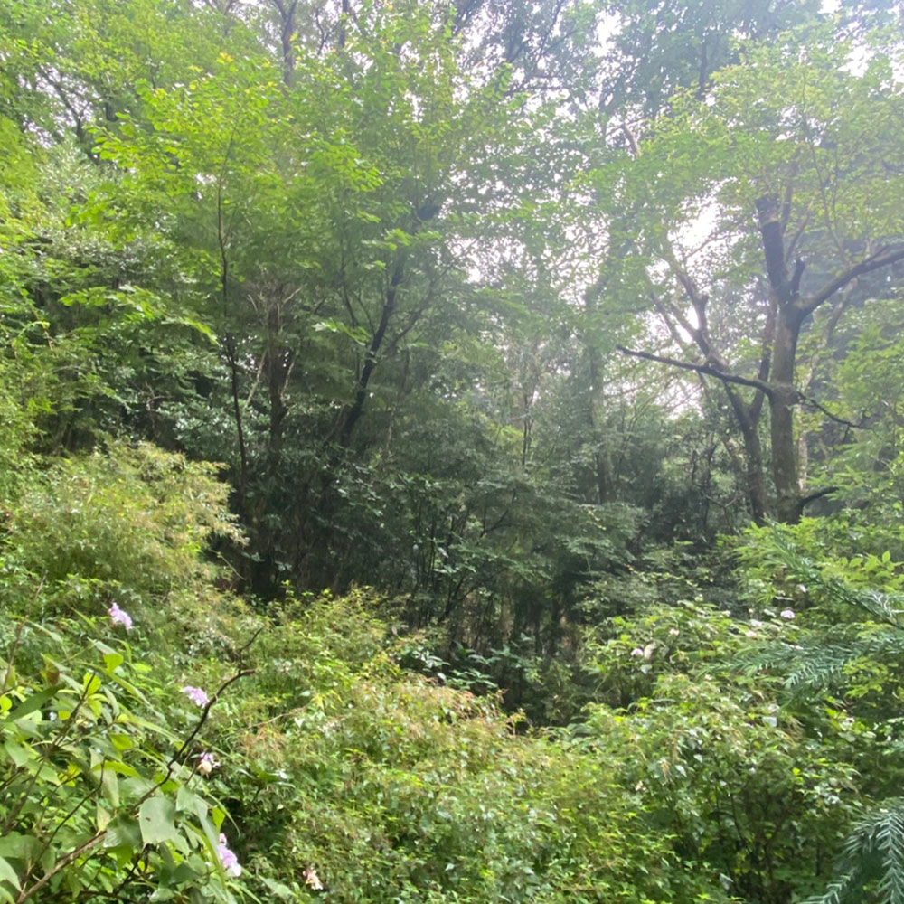 bushcraft campsite sukumogawa hakone kanagawa japan