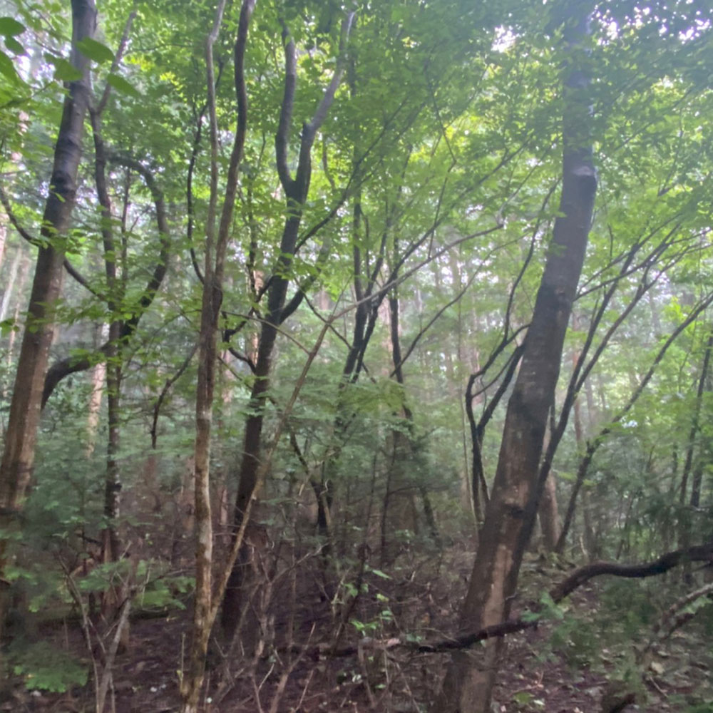bushcraft campsite sukumogawa hakone kanagawa japan
