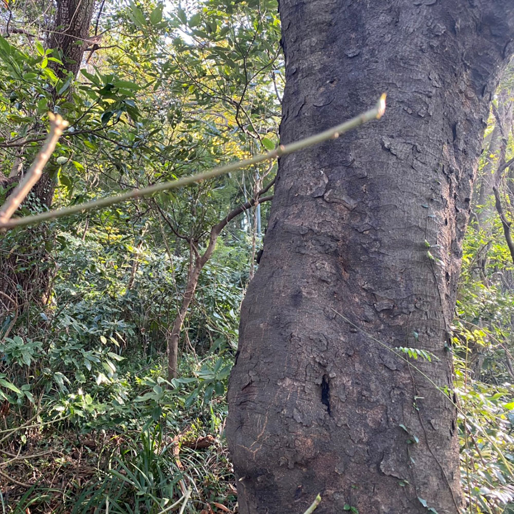 bushcraft campsite taura yokosuka kanagawa japan