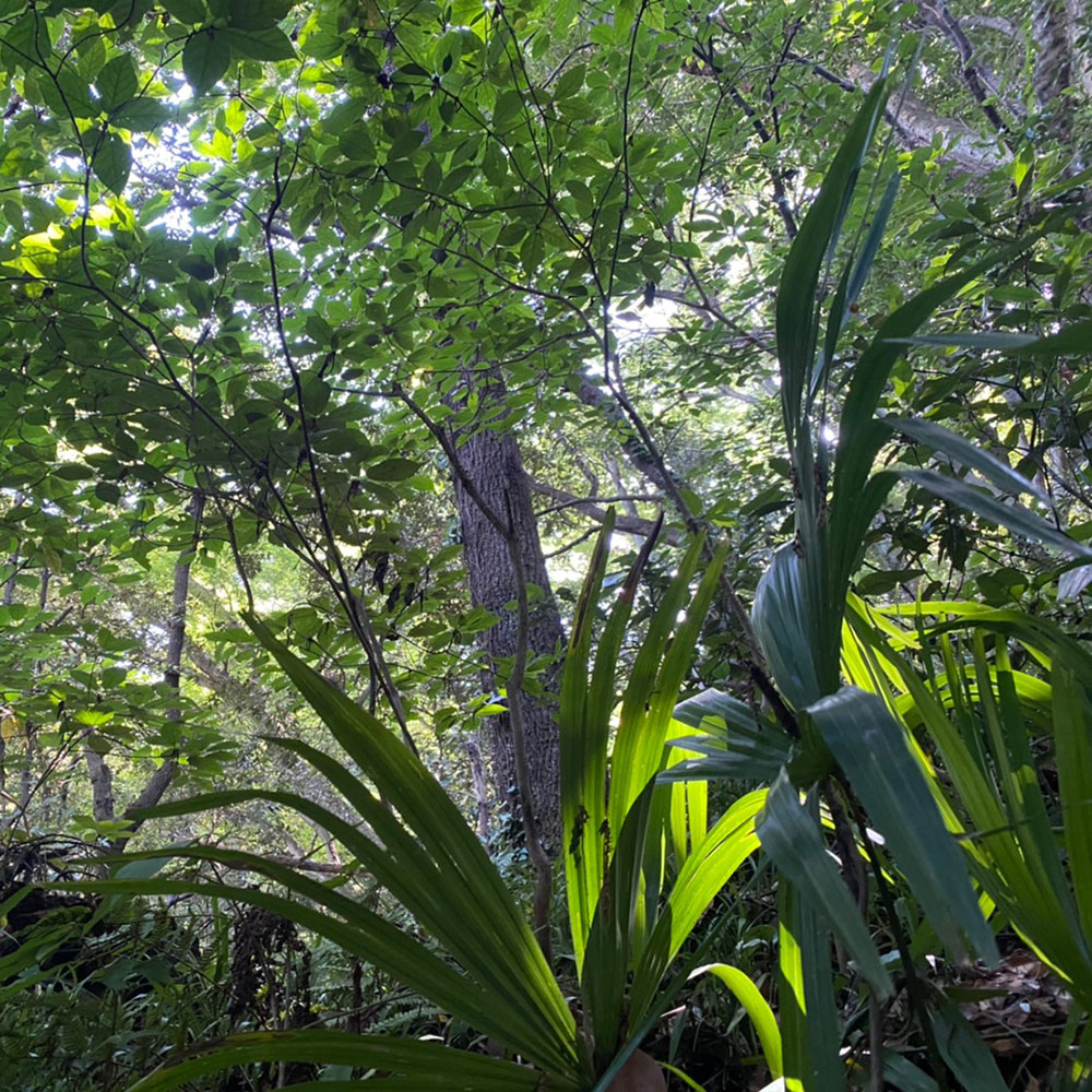 bushcraft campsite taura yokosuka kanagawa japan