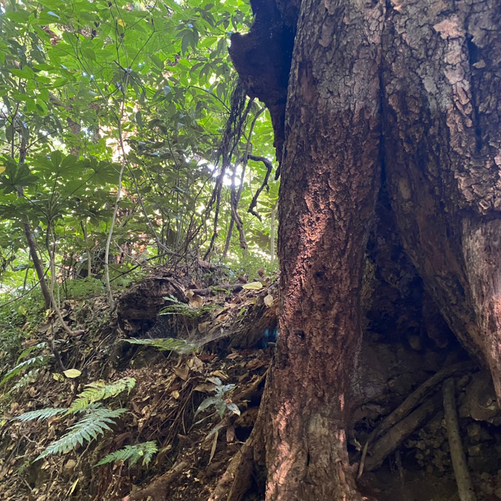 bushcraft campsite taura yokosuka kanagawa japan