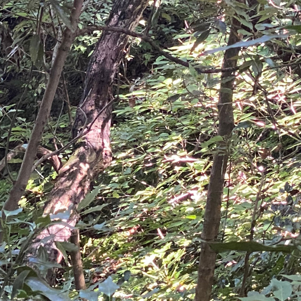 bushcraft campsite taura yokosuka kanagawa japan