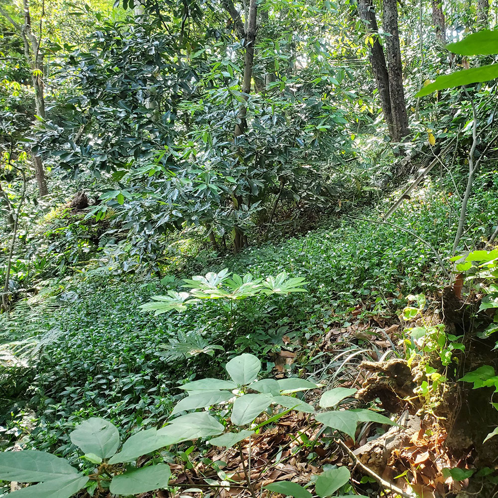 bushcraft campsite taura yokosuka kanagawa japan