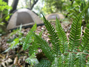 神奈川県横須賀市田浦ブッシュクラフトキャンプ場
