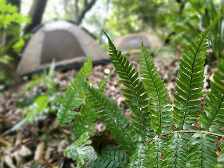 神奈川県横須賀市田浦ブッシュクラフトキャンプ場