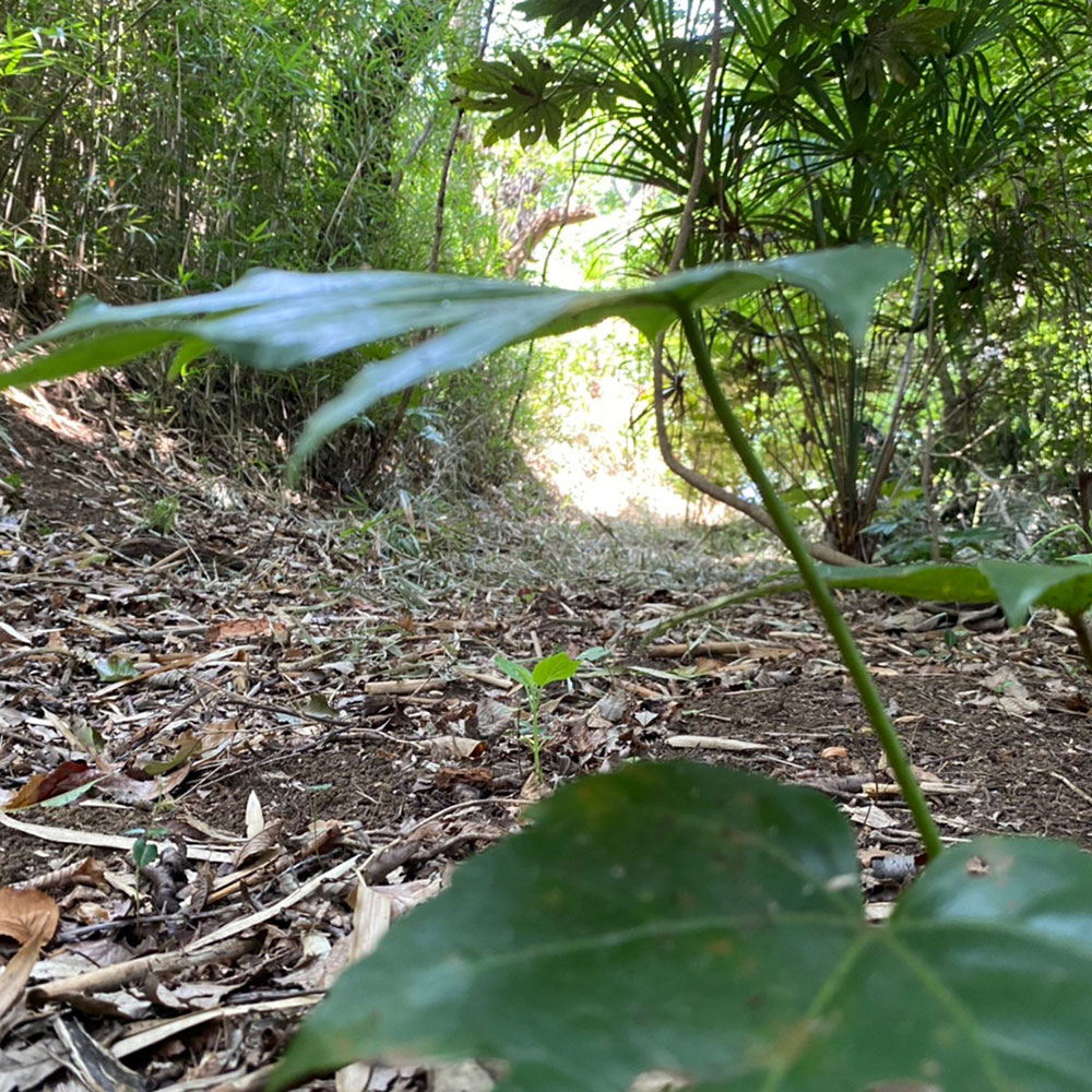 bushcraft campsite maioka totsuka yokohama  kanagawa japan