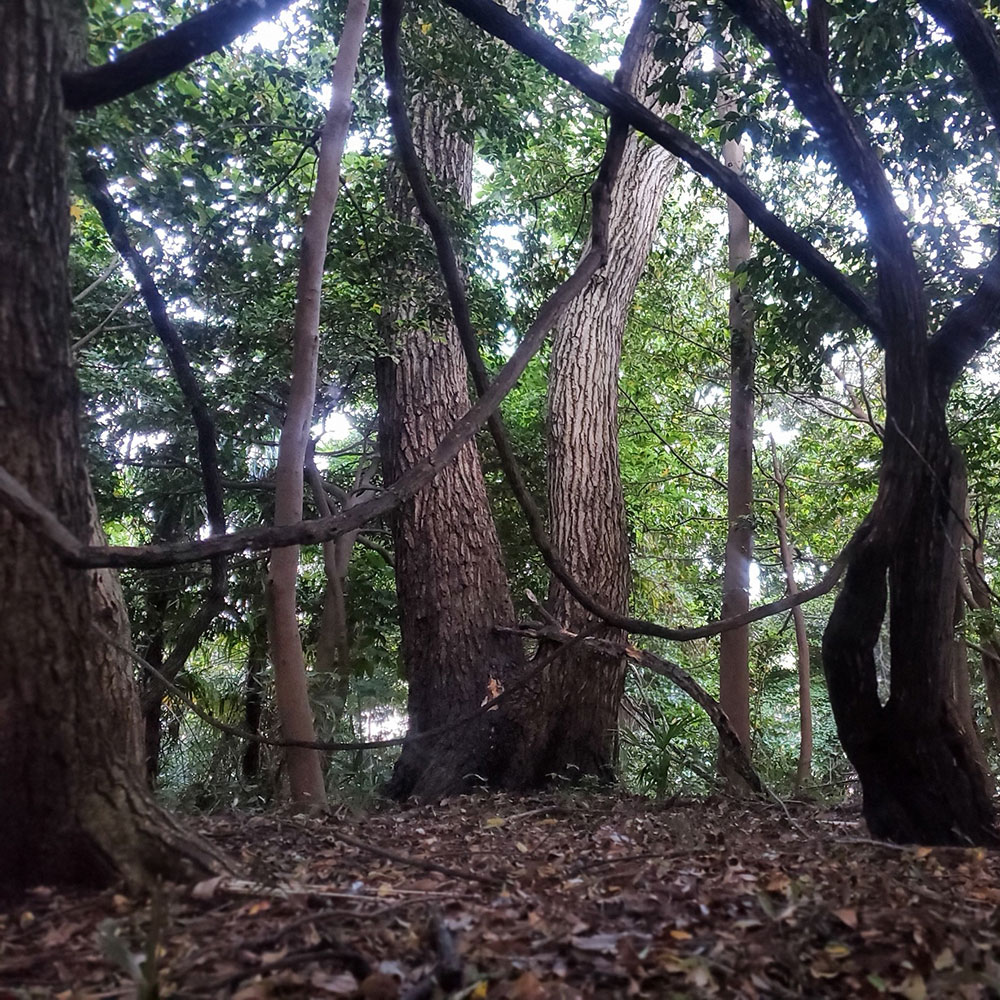 bushcraft campsite maioka totsuka yokohama  kanagawa japan