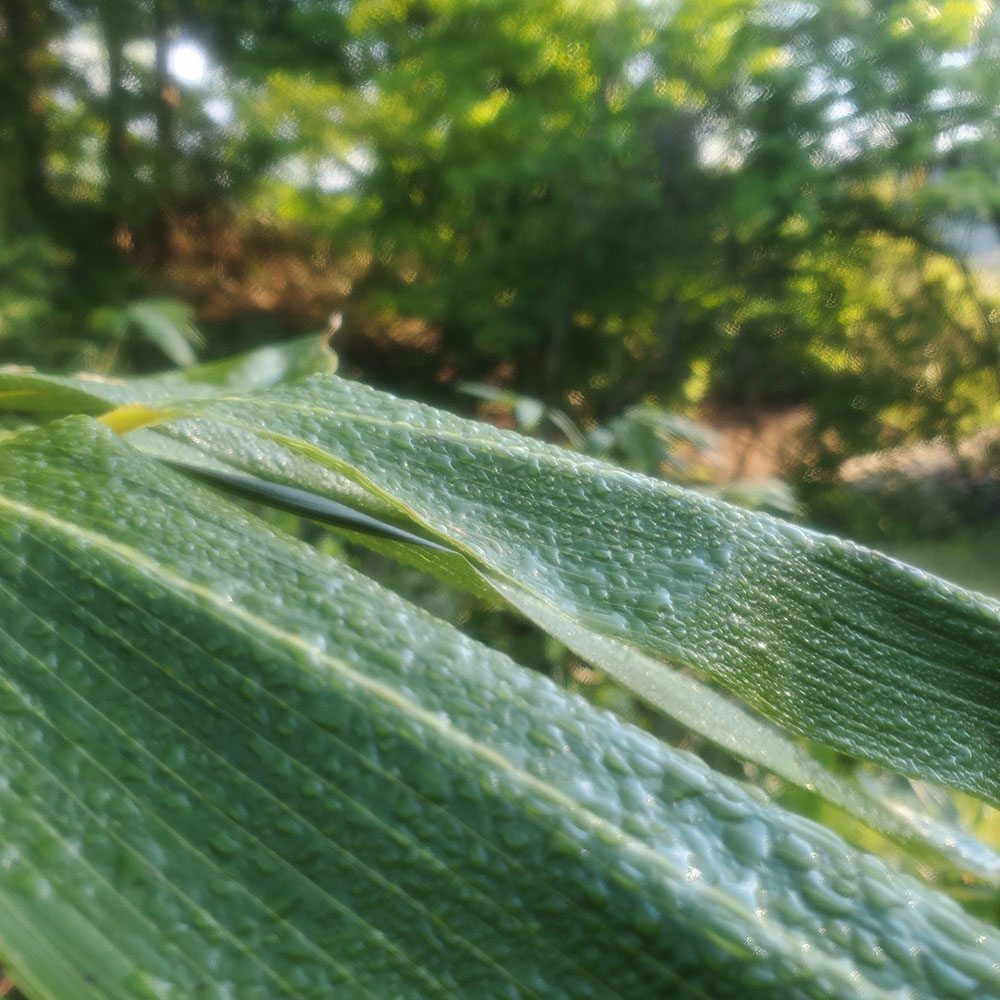 bushcraft campsite towada aomori japan