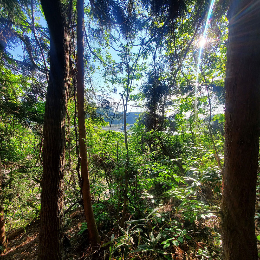 bushcraft campsite towada aomori japan