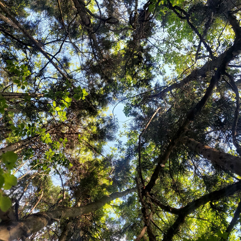 bushcraft campsite towada aomori japan