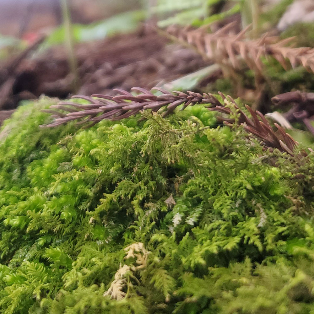 bushcraft campsite towada aomori japan