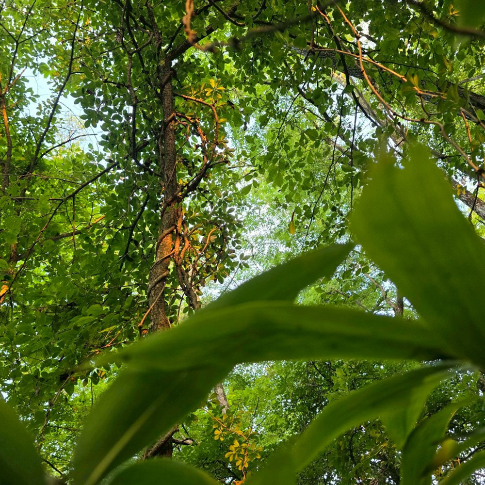 bushcraft campsite tsumagoi nagano japan