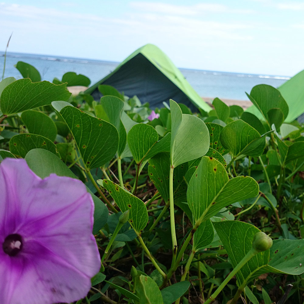 bushcraft campsite uppama beach gesashi higashison  okinawa japan