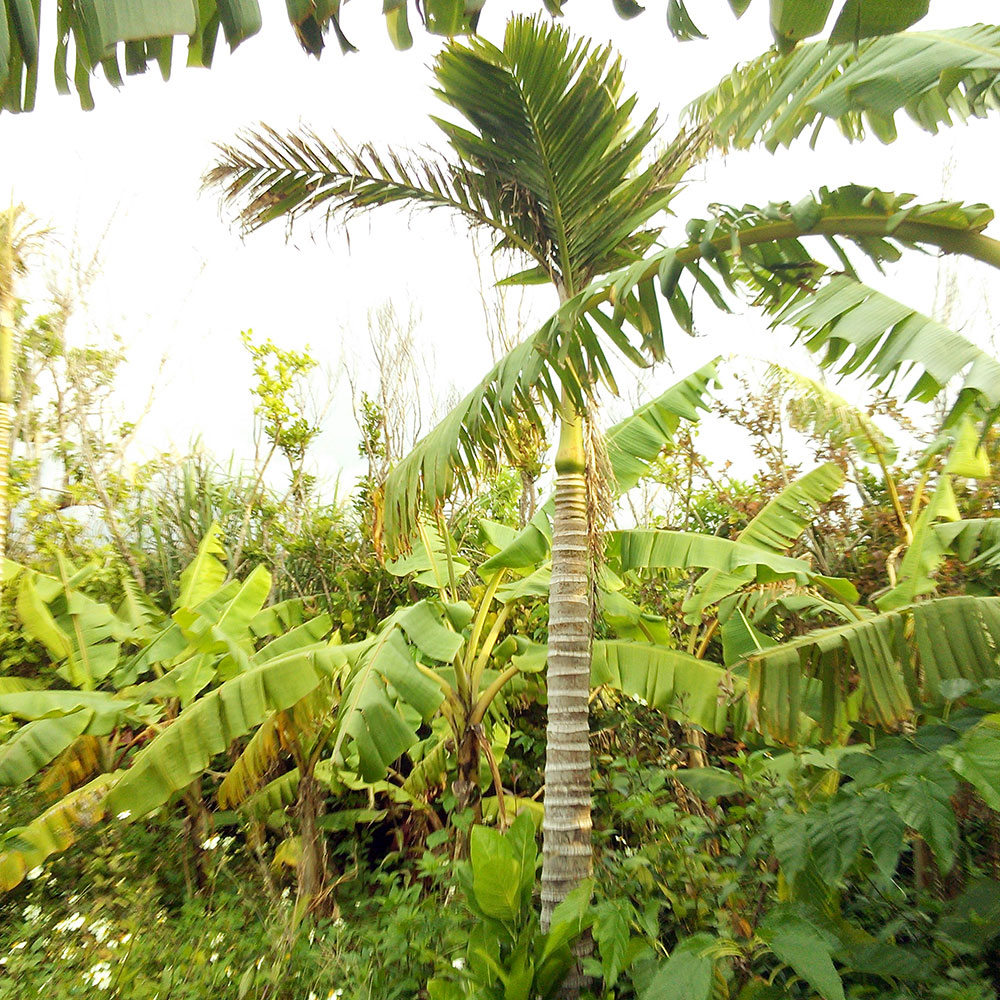 bushcraft campsite uppama beach gesashi higashison  okinawa japan