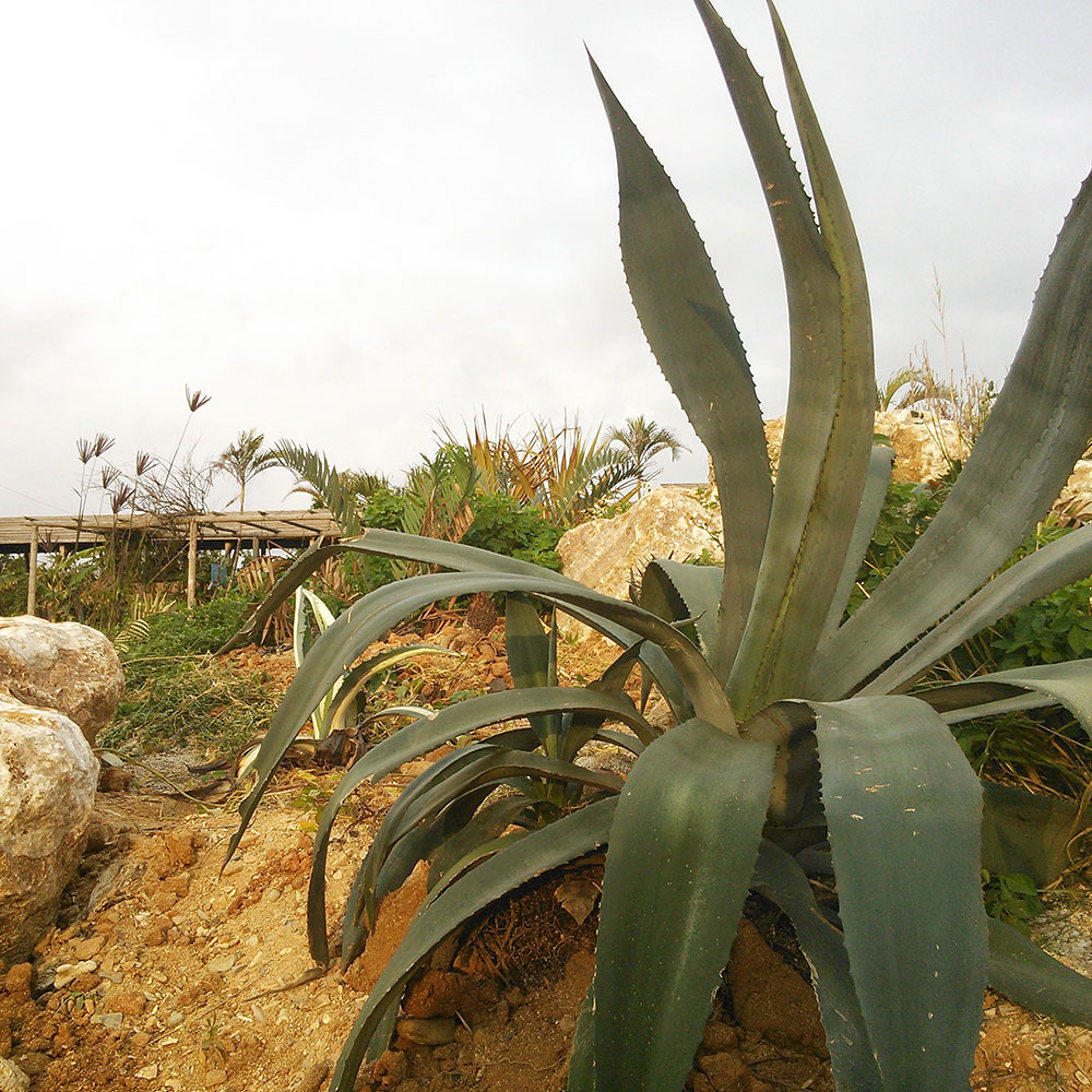 bushcraft campsite uppama beach gesashi higashison  okinawa japan