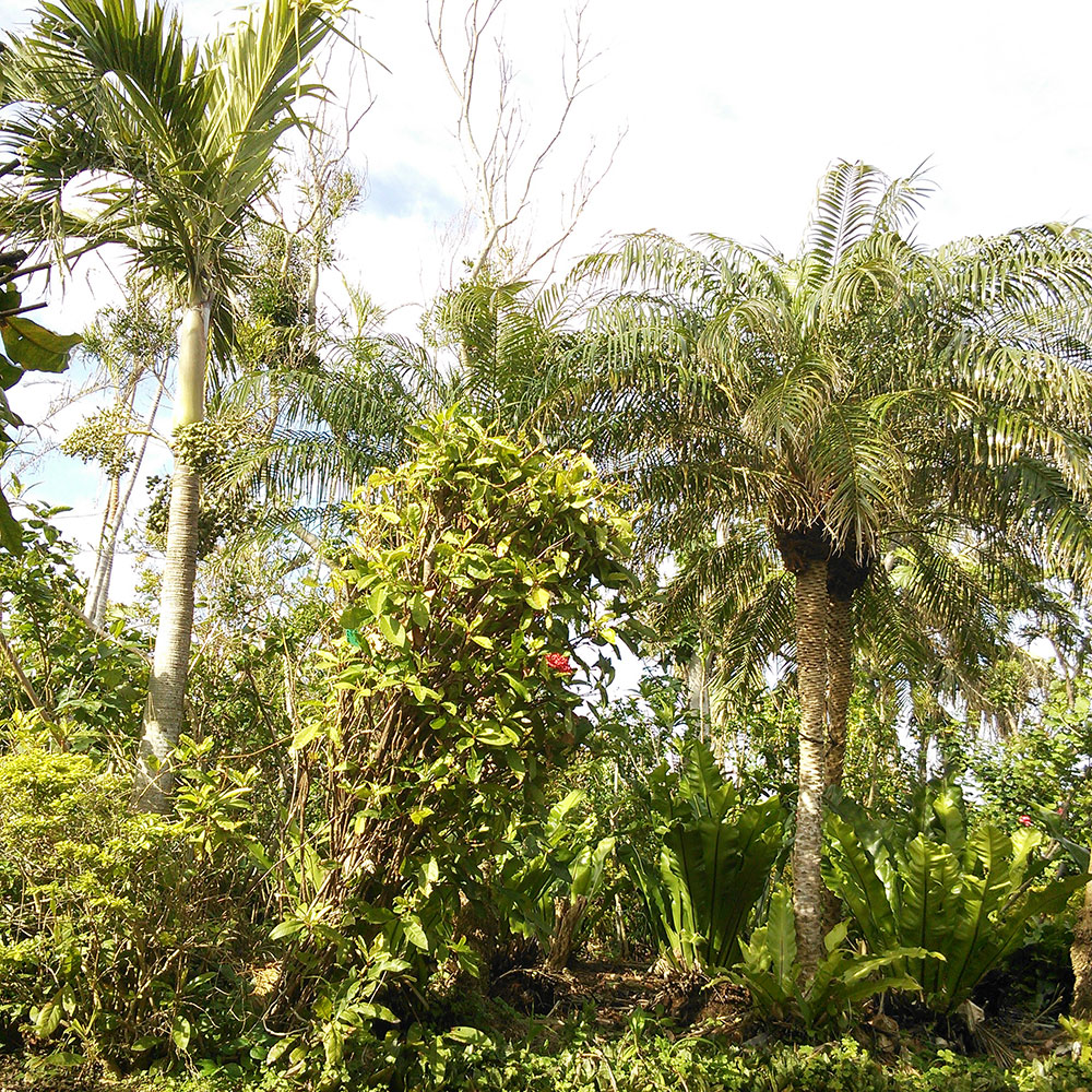 bushcraft campsite uppama beach gesashi higashison  okinawa japan